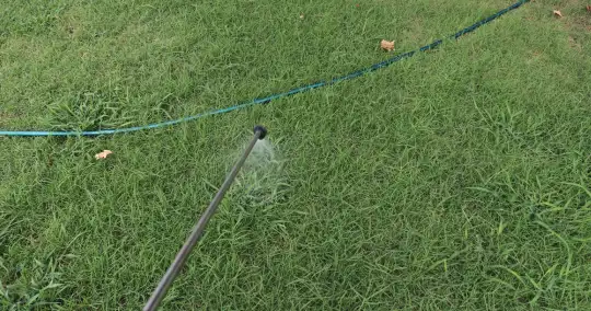Pest control for chinch bugs in OKC metro lawns