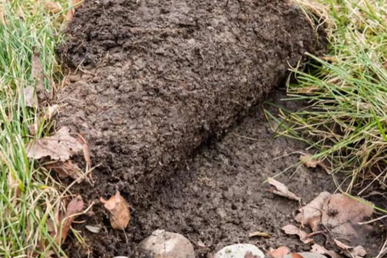 Oklahoma lawn soil preparation for sod installation