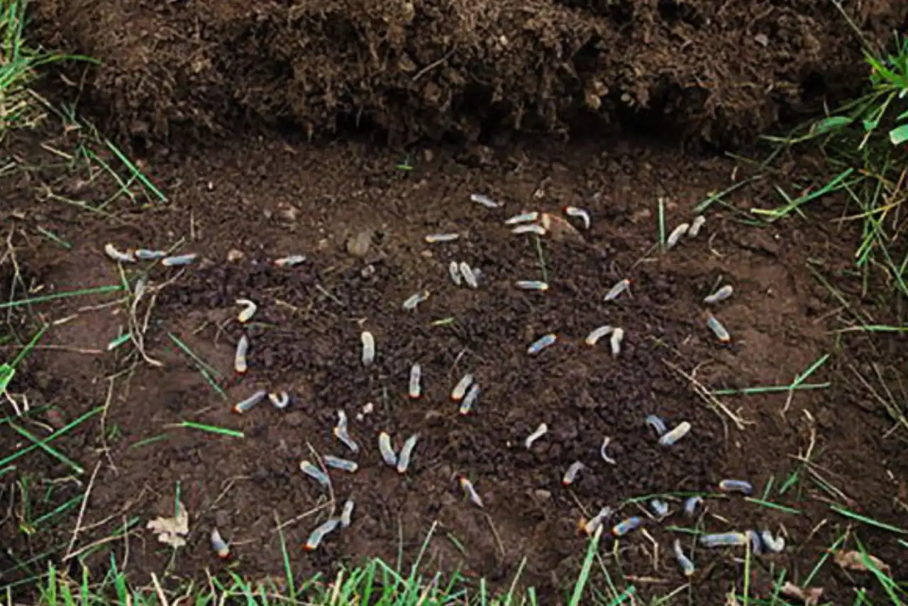 Close-up of lawn pest damage on Oklahoma City area turf showing the kind of early signs homeowners should watch for during armyworm season